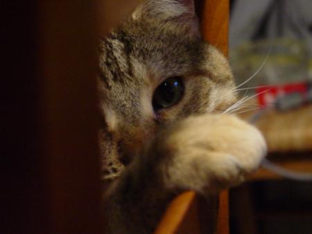 Minouch